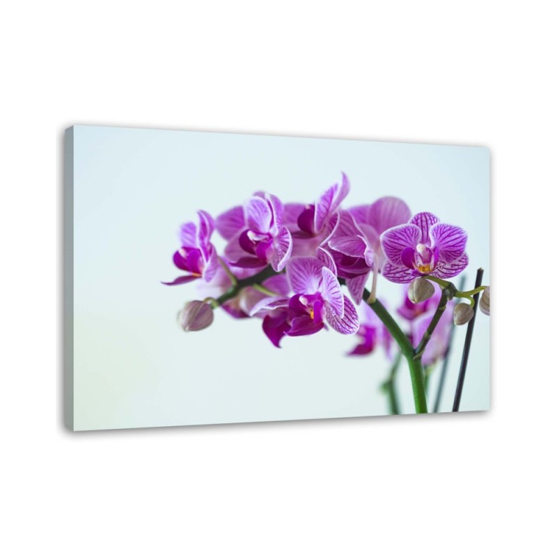 Canvas painting for the living room - Orchid branch | FEEBY
