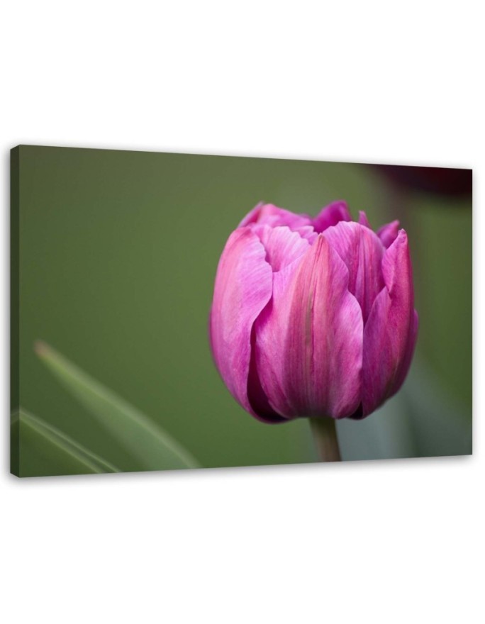 Canvas print modern - Purple tulip | FEEBY