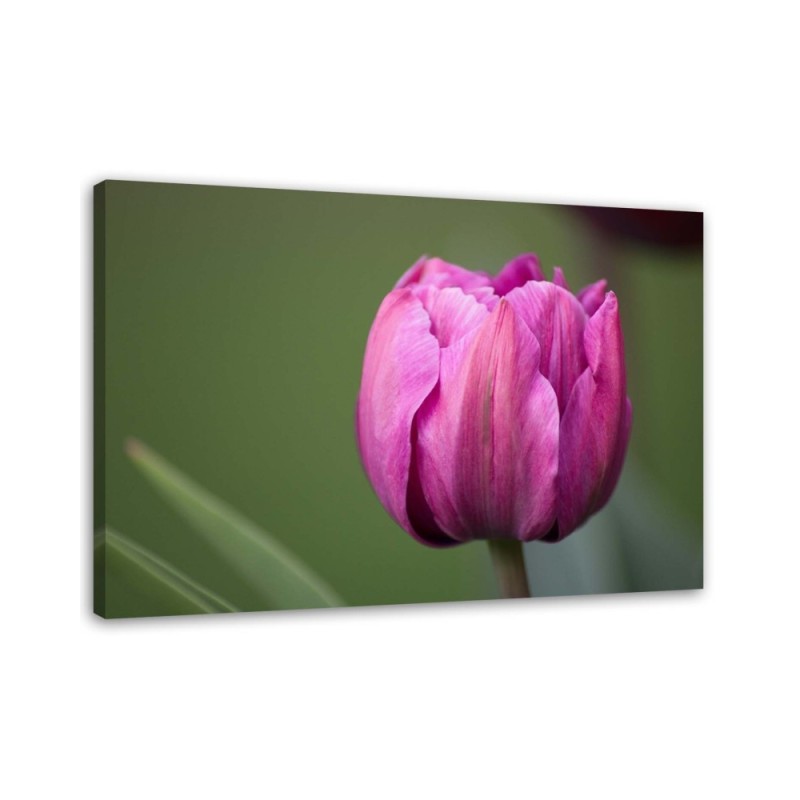Canvas print modern - Purple tulip | FEEBY