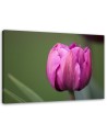 Canvas print modern - Purple tulip | FEEBY