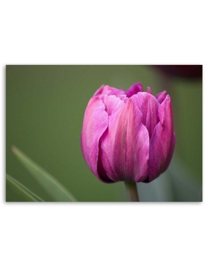 Canvas print modern - Purple tulip | FEEBY
