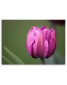 Canvas print modern - Purple tulip | FEEBY