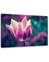 Canvas print - Open tulip | FEEBY