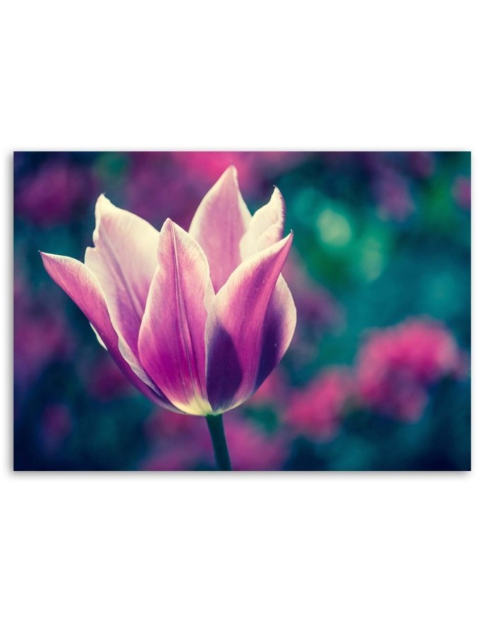 Canvas print - Open tulip | FEEBY