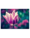 Canvas print - Open tulip | FEEBY
