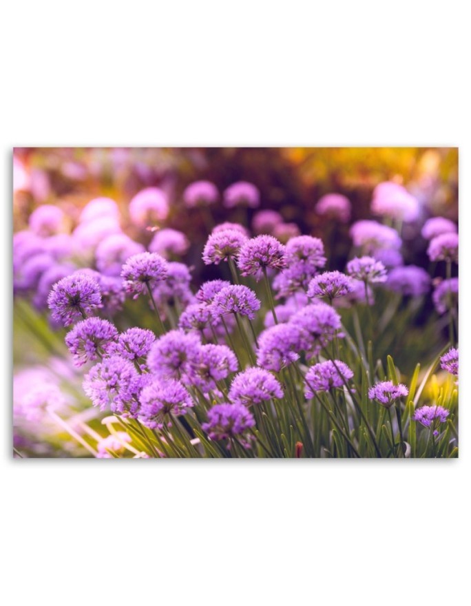Canvas print - Purple garden | FEEBY