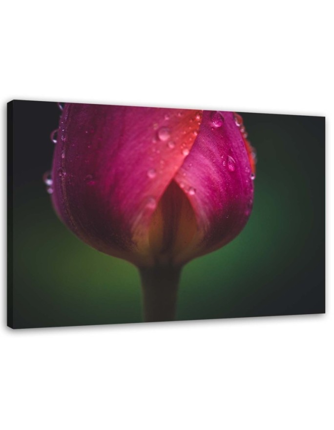 Modern Canvas painting for living room - Rose in dewdrops | FEEBY