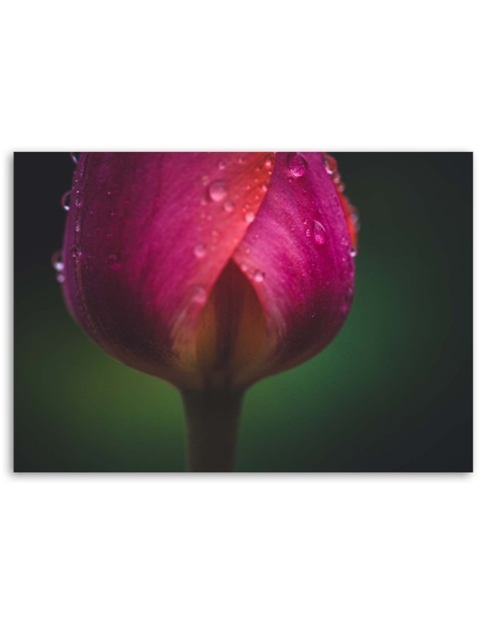 Modern Canvas painting for living room - Rose in dewdrops | FEEBY