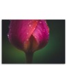 Modern Canvas painting for living room - Rose in dewdrops | FEEBY