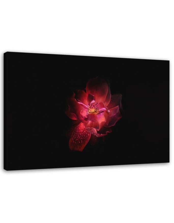 Canvas prints for living room - Red flower on black background | FEEBY