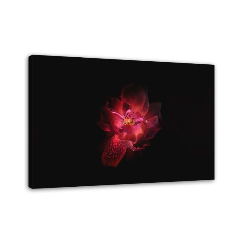 Canvas prints for living room - Red flower on black background | FEEBY