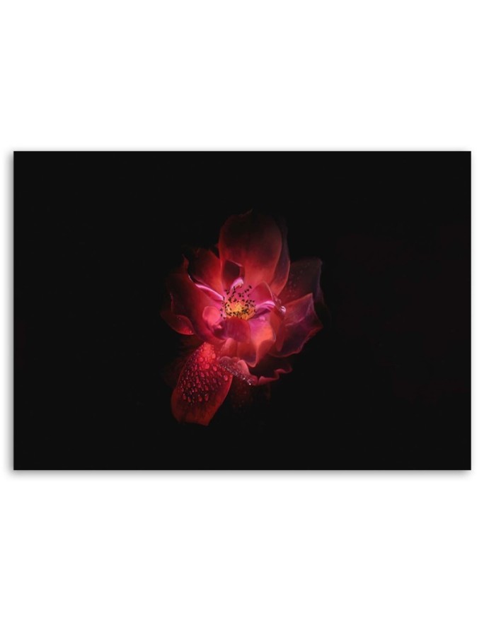 Canvas prints for living room - Red flower on black background | FEEBY