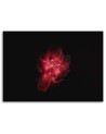 Canvas prints for living room - Red flower on black background | FEEBY