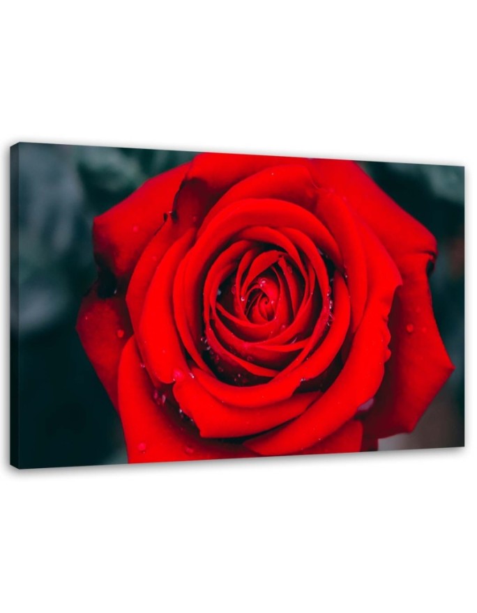 Canvas print Beautiful red...