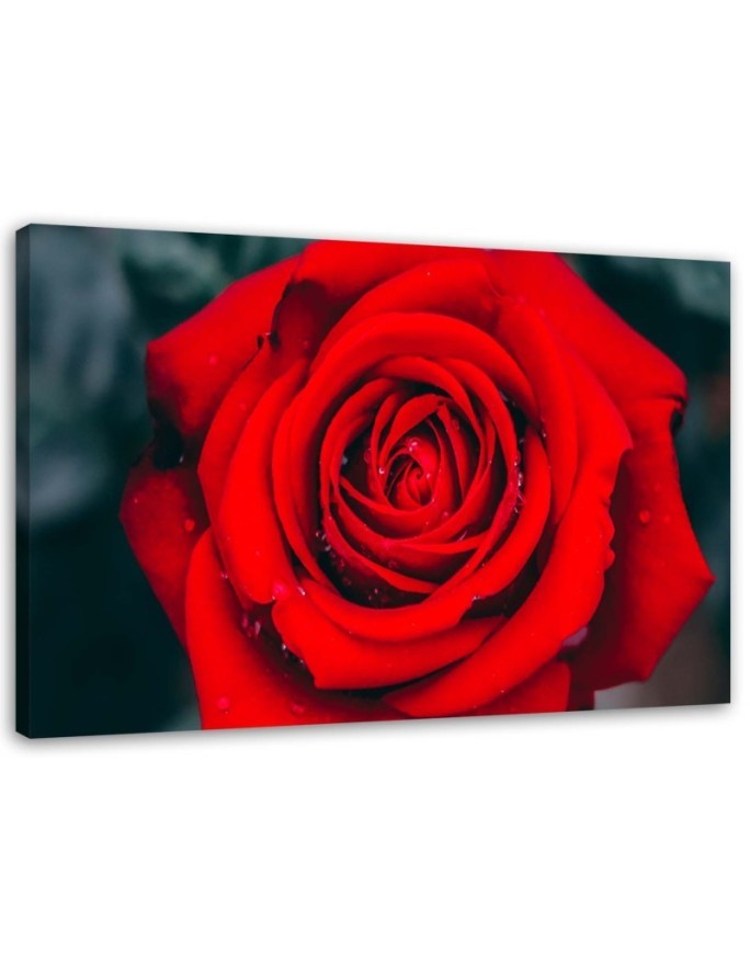 Beautiful red rose - Wall art for the living room | FEEBY