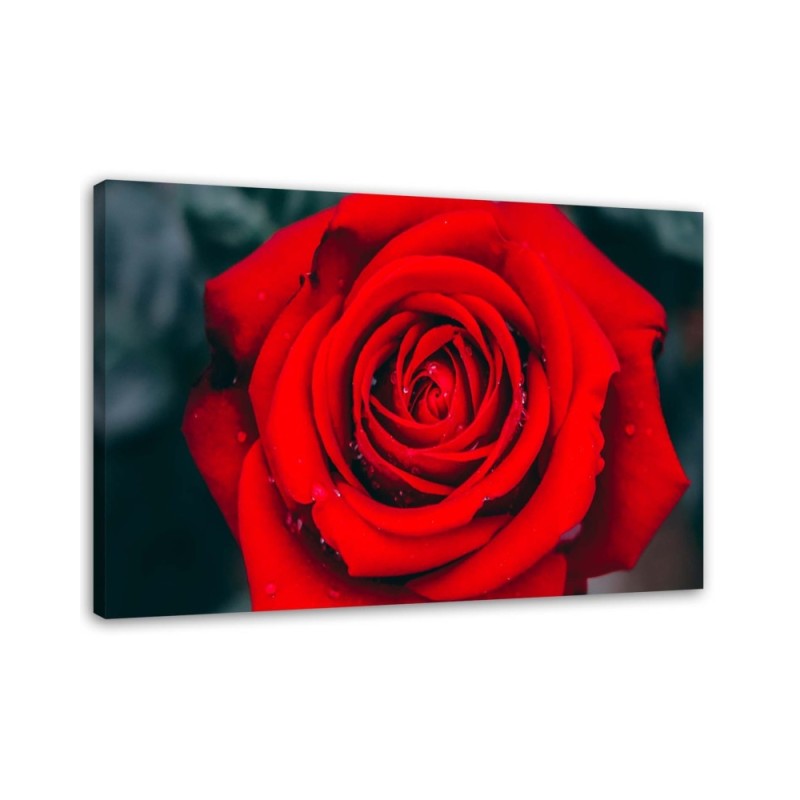 Beautiful red rose - Wall art for the living room | FEEBY