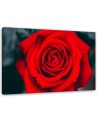 Beautiful red rose - Wall art for the living room | FEEBY