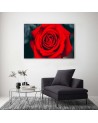 Beautiful red rose - Wall art for the living room | FEEBY