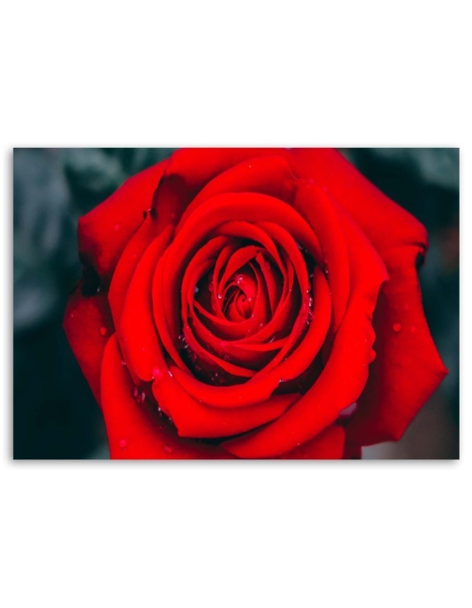 Beautiful red rose - Wall art for the living room | FEEBY