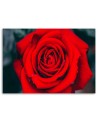 Beautiful red rose - Wall art for the living room | FEEBY
