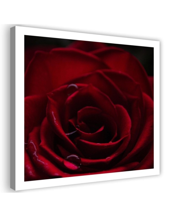 Red rose - Canvas wall art painting | FEEBY