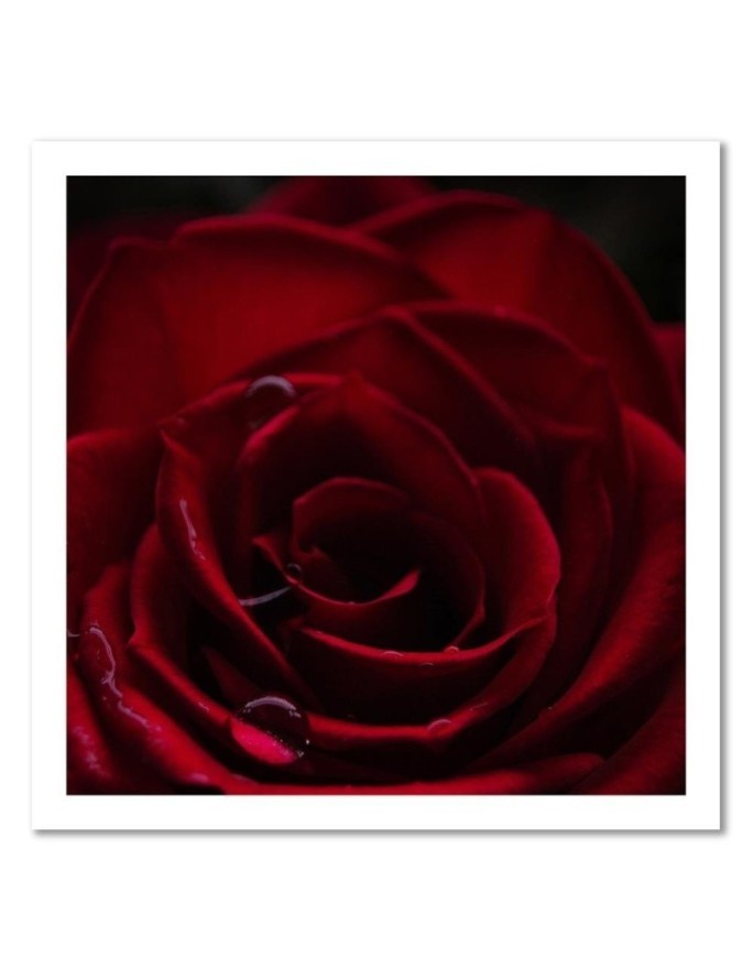 Red rose - Canvas wall art painting | FEEBY
