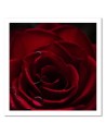 Red rose - Canvas wall art painting | FEEBY