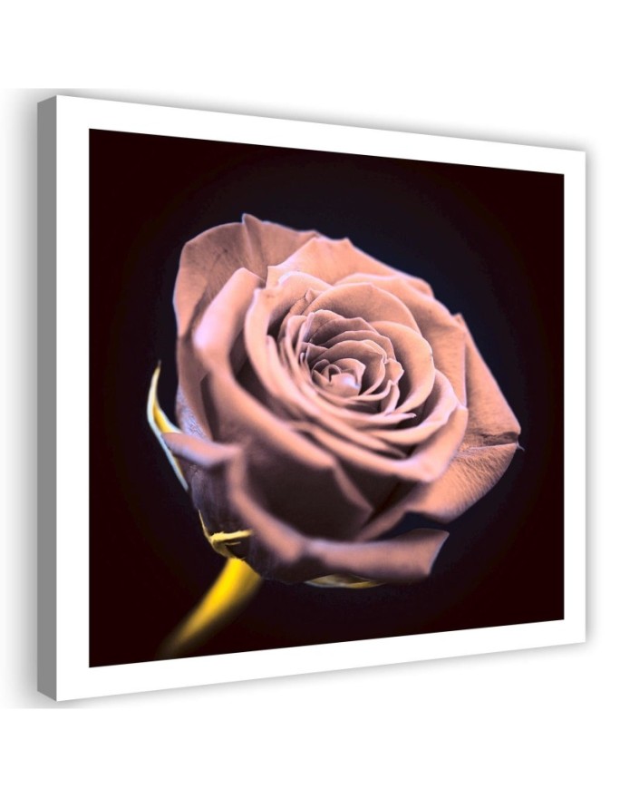 Canvas print Rose in the dark