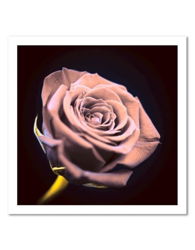 Rose in the dark - Modern Canvas painting for the bedroom | FEEBY
