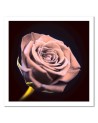 Rose in the dark - Modern Canvas painting for the bedroom | FEEBY