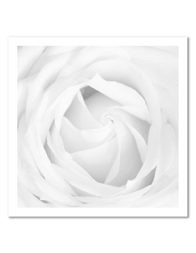 White rose - Modern bedroom Canvas painting | FEEBY