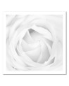 White rose - Modern bedroom Canvas painting | FEEBY