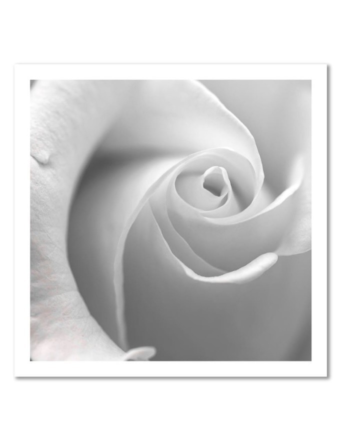 White rose macro - Canvas painting for living room | FEEBY