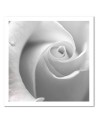 White rose macro - Canvas painting for living room | FEEBY