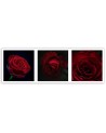 Red roses set - Canvas print modern | FEEBY