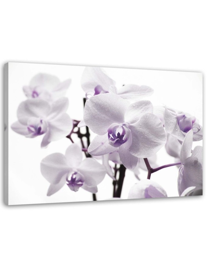 Canvas painting - White purple orchid | FEEBY