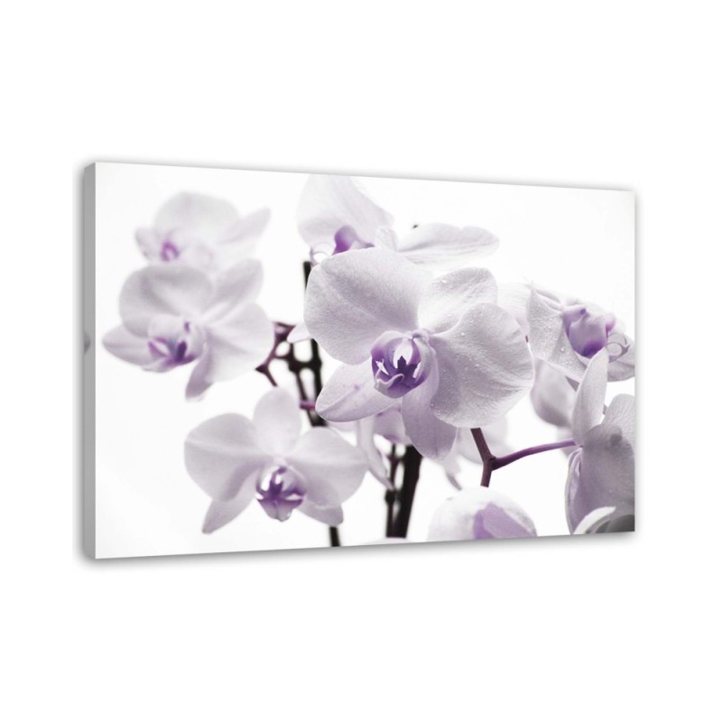 Canvas painting - White purple orchid | FEEBY