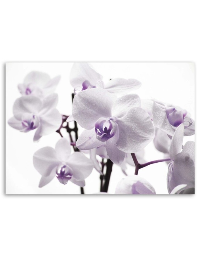 Canvas painting - White purple orchid | FEEBY
