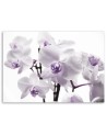 Canvas painting - White purple orchid | FEEBY