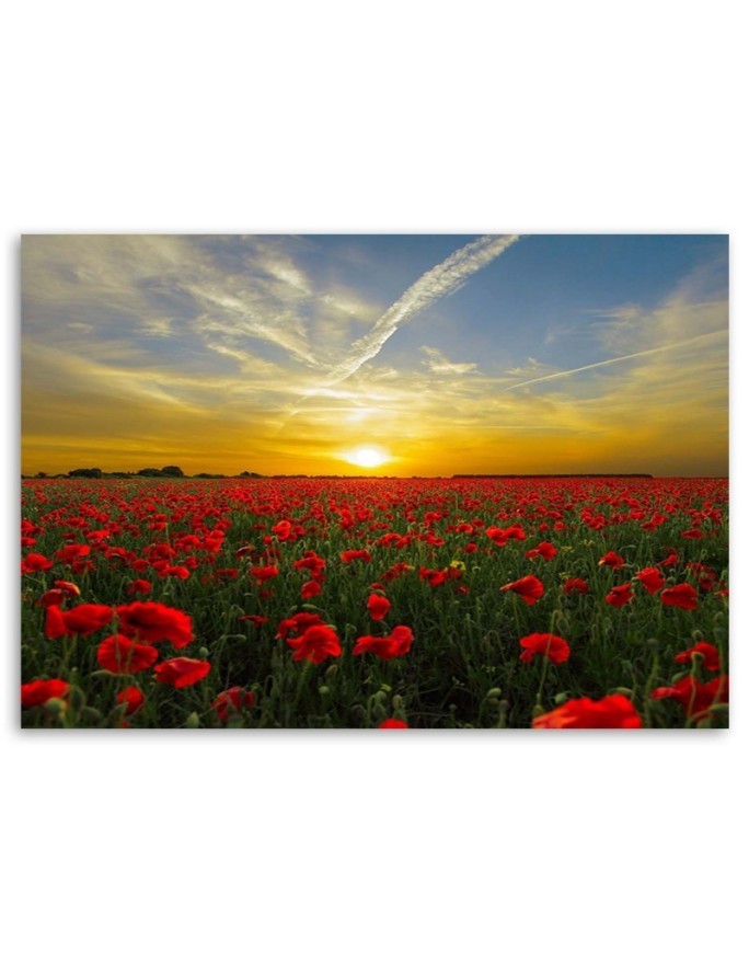 Canvas painting - Red poppies sunset landscape | FEEBY