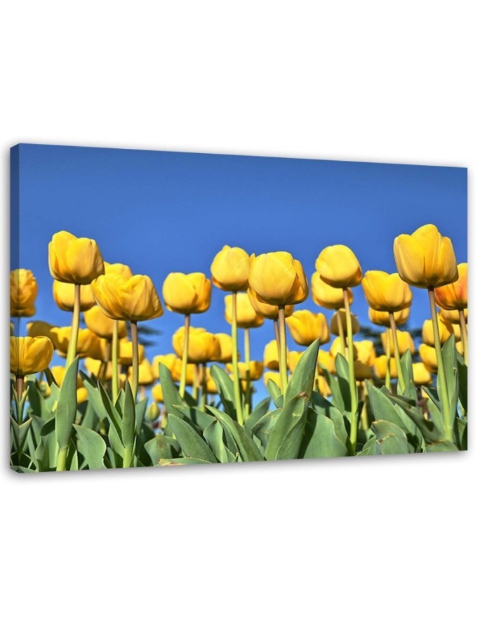 Canvas print modern - Yellow tulips in a meadow | FEEBY