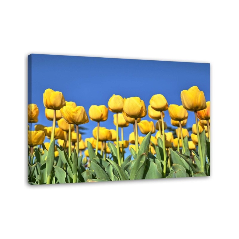 Canvas print modern - Yellow tulips in a meadow | FEEBY