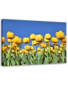 Canvas print modern - Yellow tulips in a meadow | FEEBY