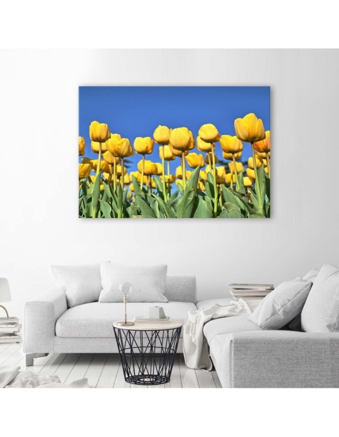 Canvas print modern - Yellow tulips in a meadow | FEEBY