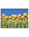 Canvas print modern - Yellow tulips in a meadow | FEEBY