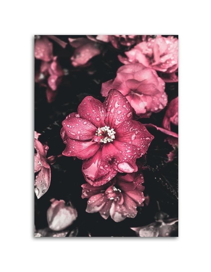 Canvas print - Pink flowers on a dark background | FEEBY