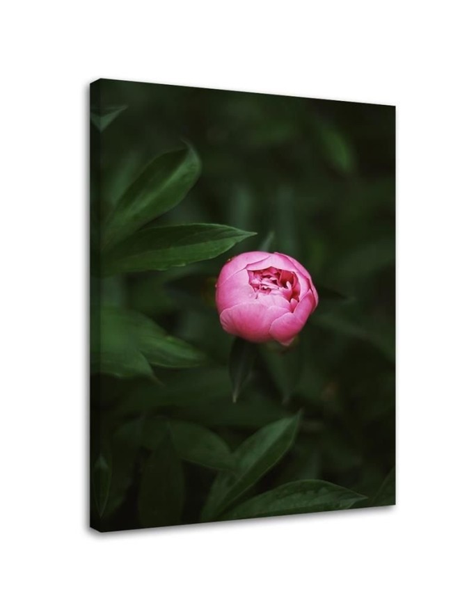 Canvas print Pink flower bud