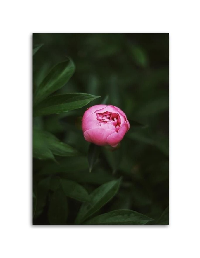 Canvas prints for living room - Pink flower | FEEBY
