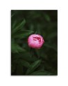 Canvas prints for living room - Pink flower | FEEBY
