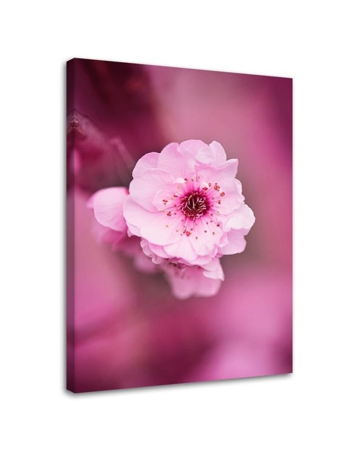 Canvas painting - Cherry blossom on pink background | FEEBY